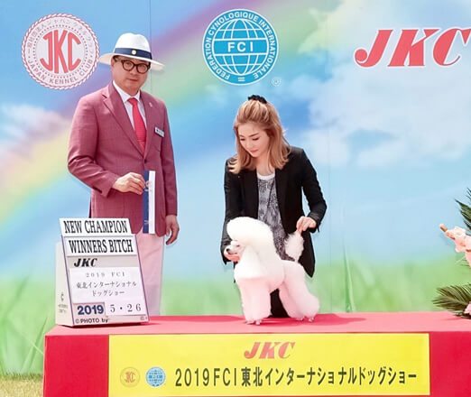 篠崎ブリーダー|茨城県のトイプードル専門犬舎Mizuyo House