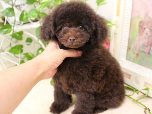 5月17日生まれ　ブラウン　タイニー小さめ01