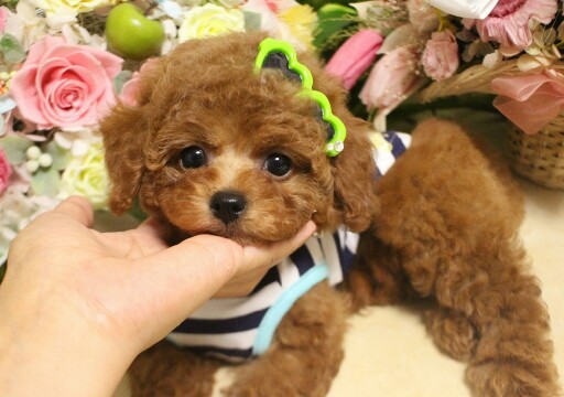 ６月１９日生まれ　ちゃっぴーのお子さん01