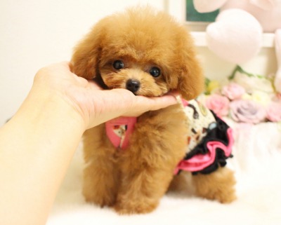 5月30日生まれ ティーカップ小さめ予想♡01