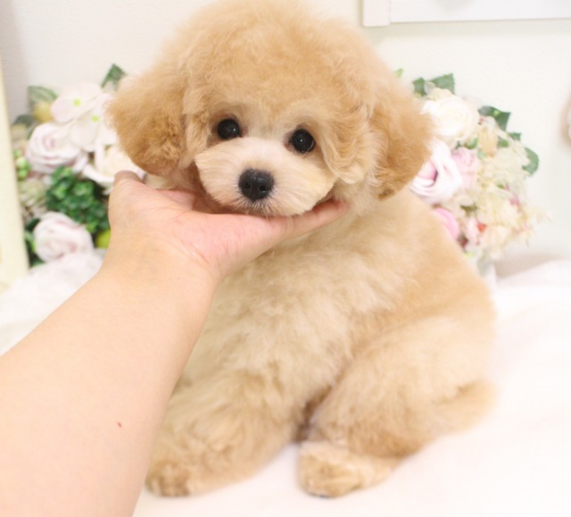 タイニーサイズ予想の男の子♡01