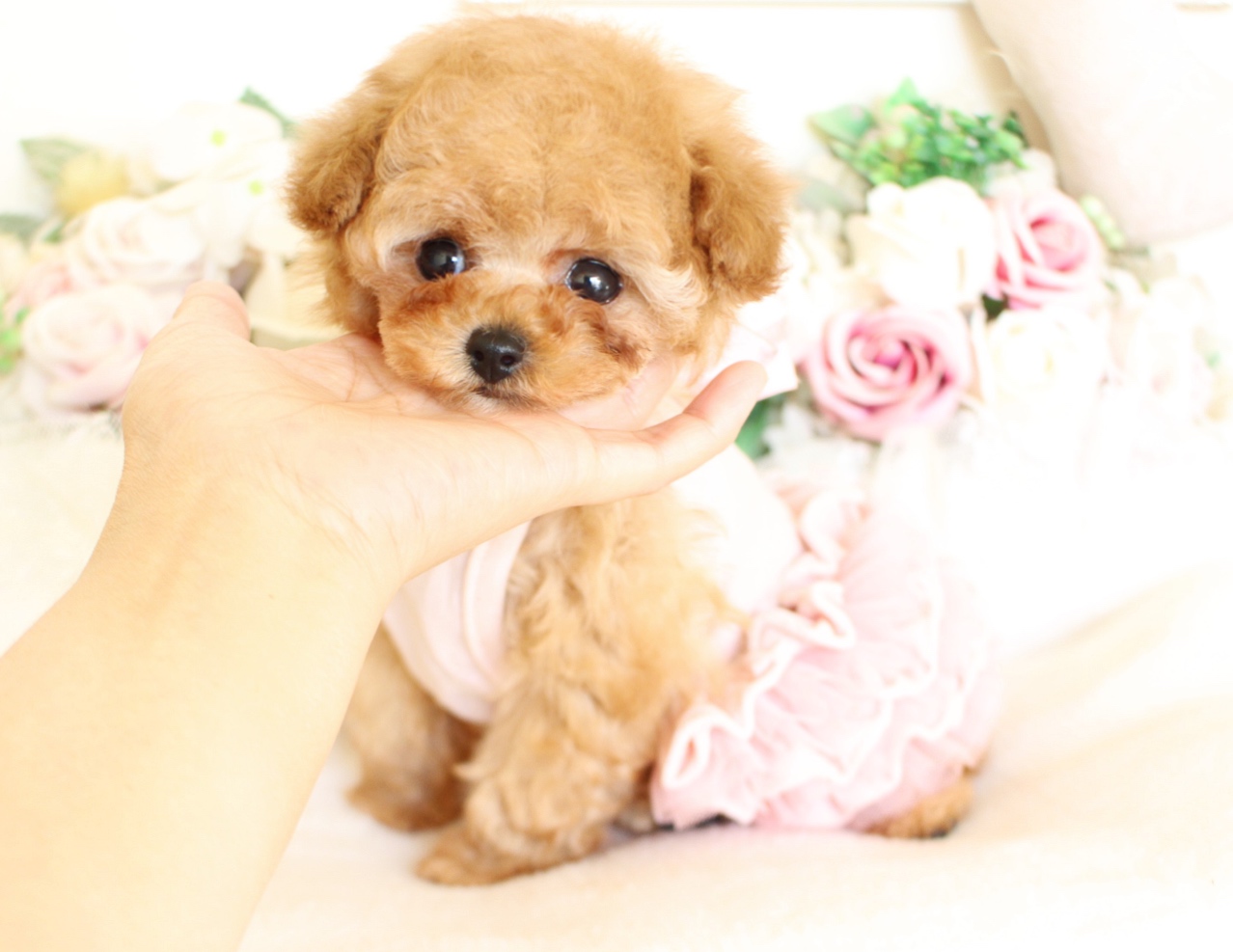 1人っ子 ティーカップ小さめ♡01