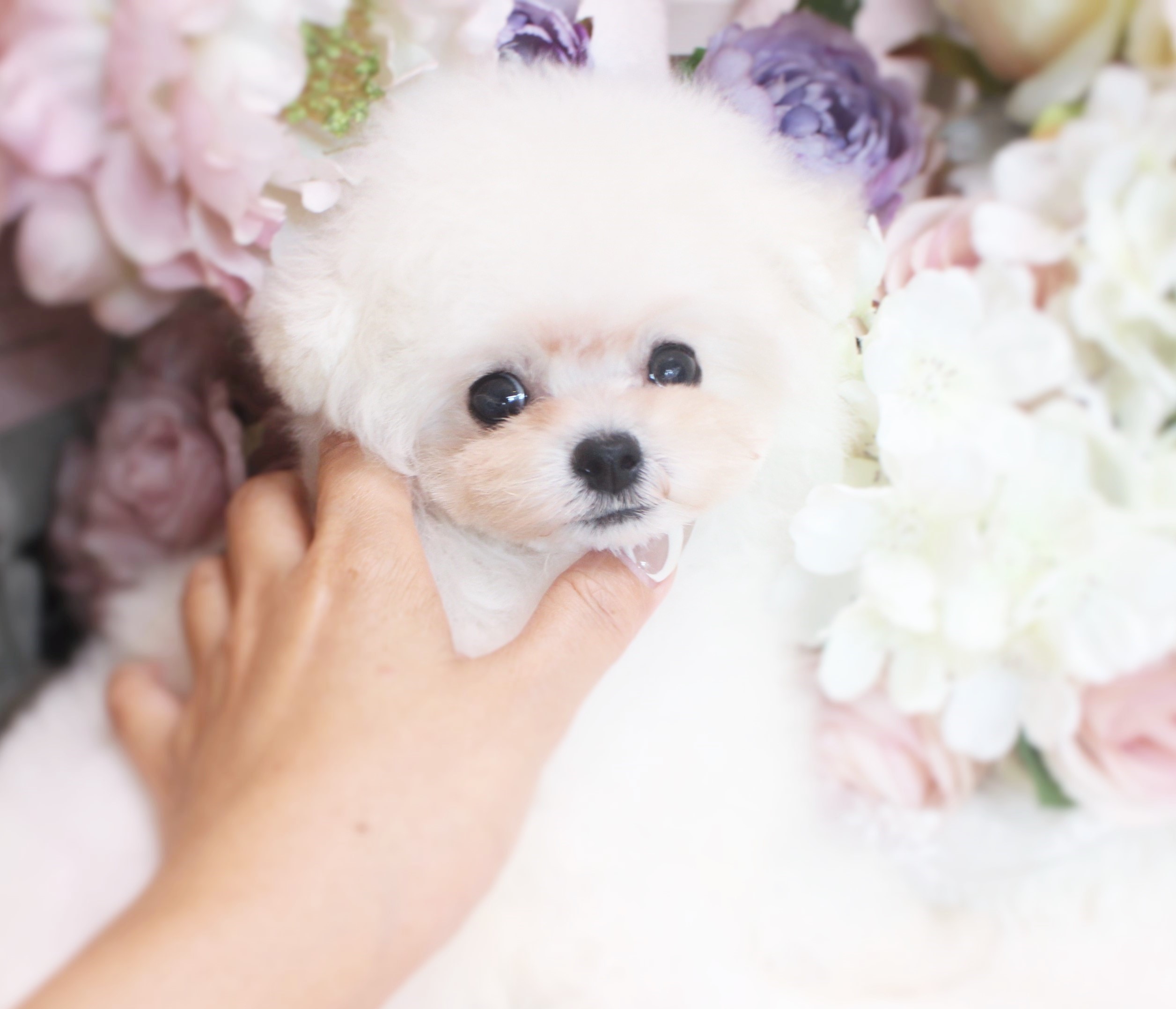 4月16日生まれの男の子♡ティーカップ小さめ予想01