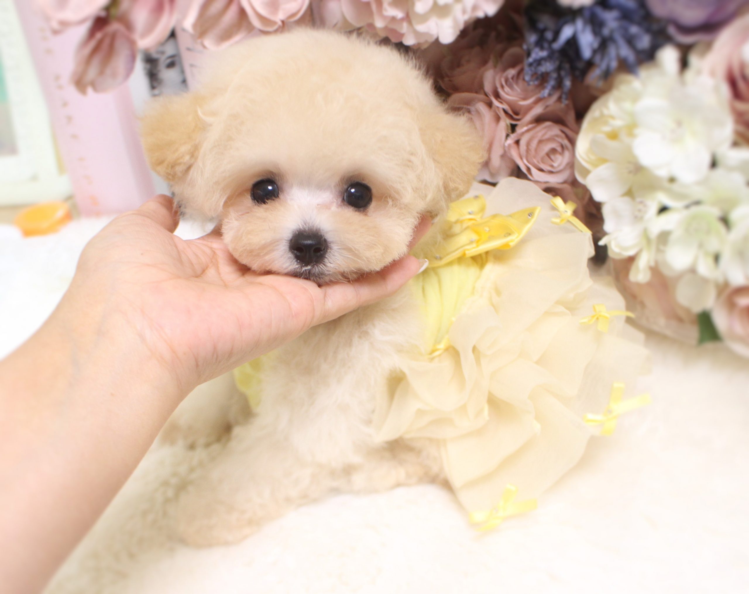 4月16日生まれの男の子♡ ちわぷーぷー01