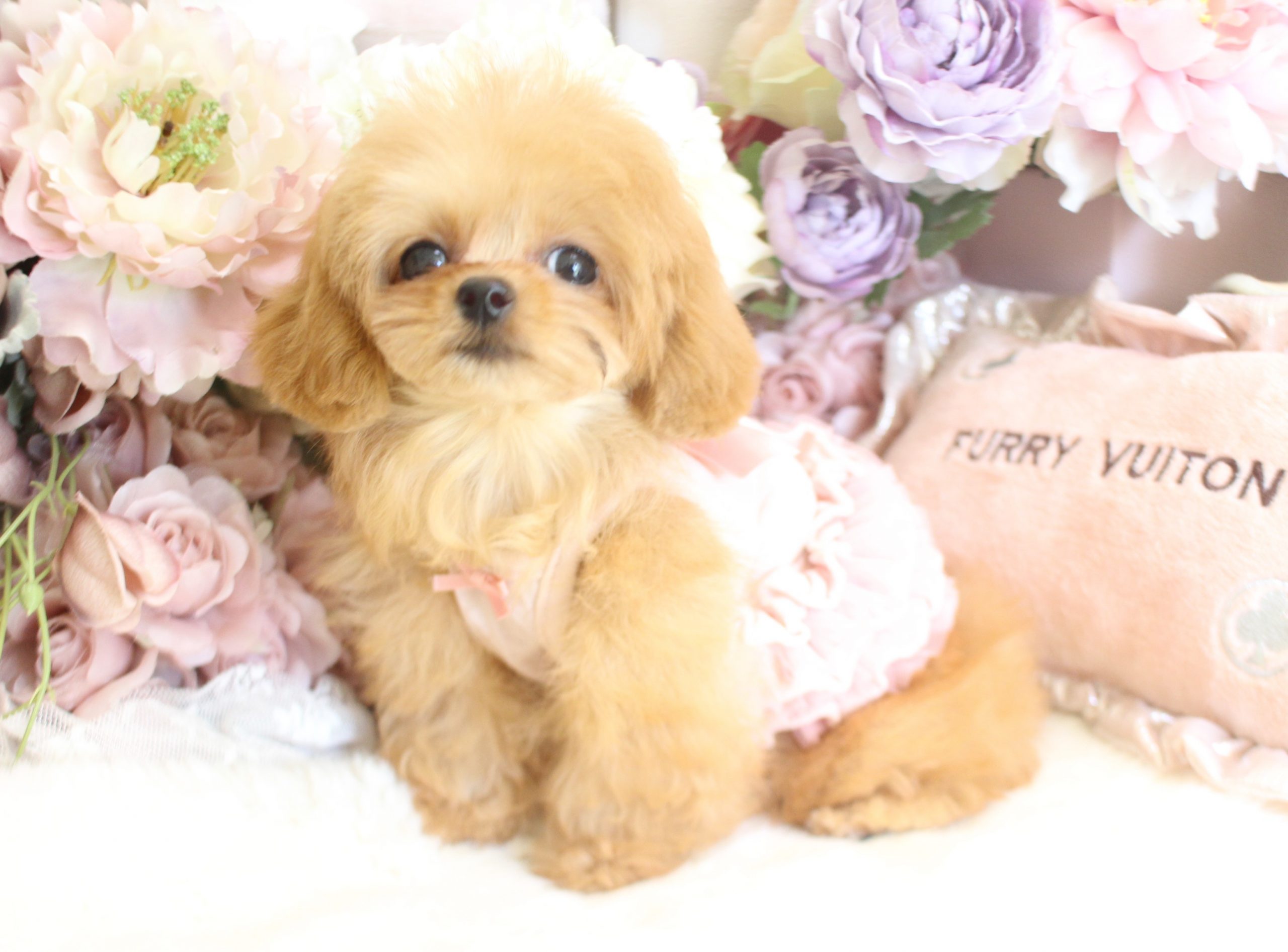 5月6日生まれ 女の子02