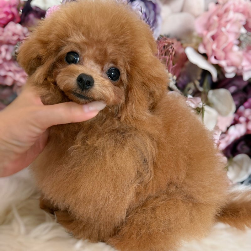 5月26日生まれ マイクロ予想02