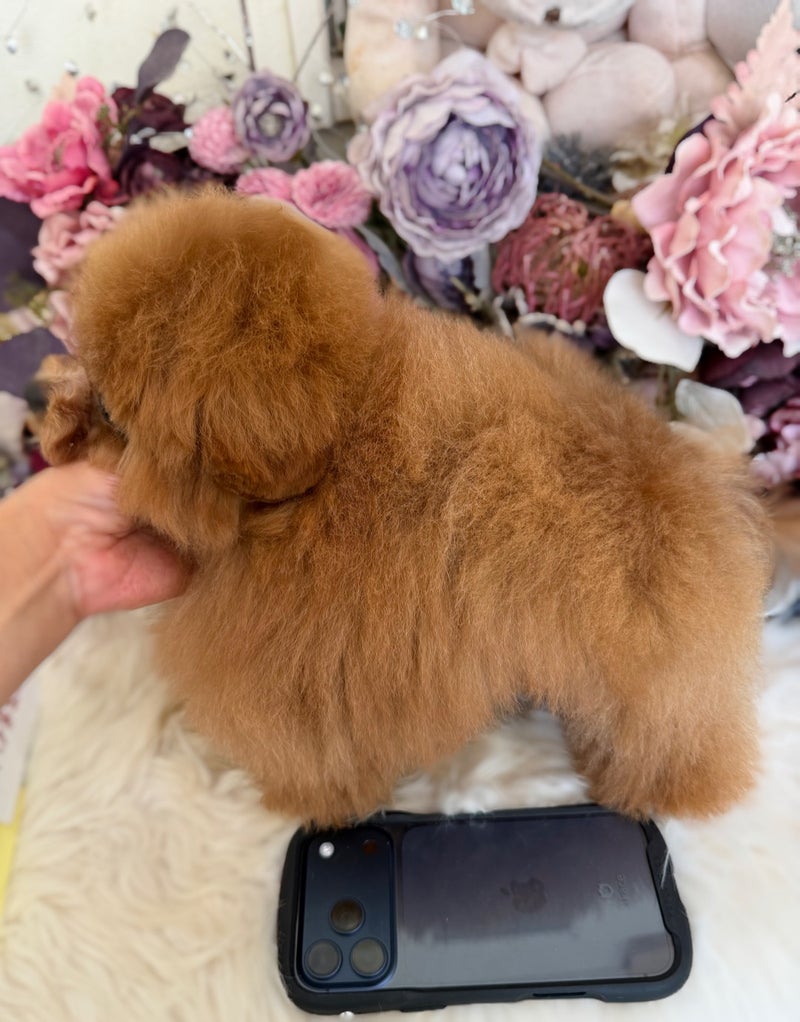 5月26日生まれ マイクロ予想03