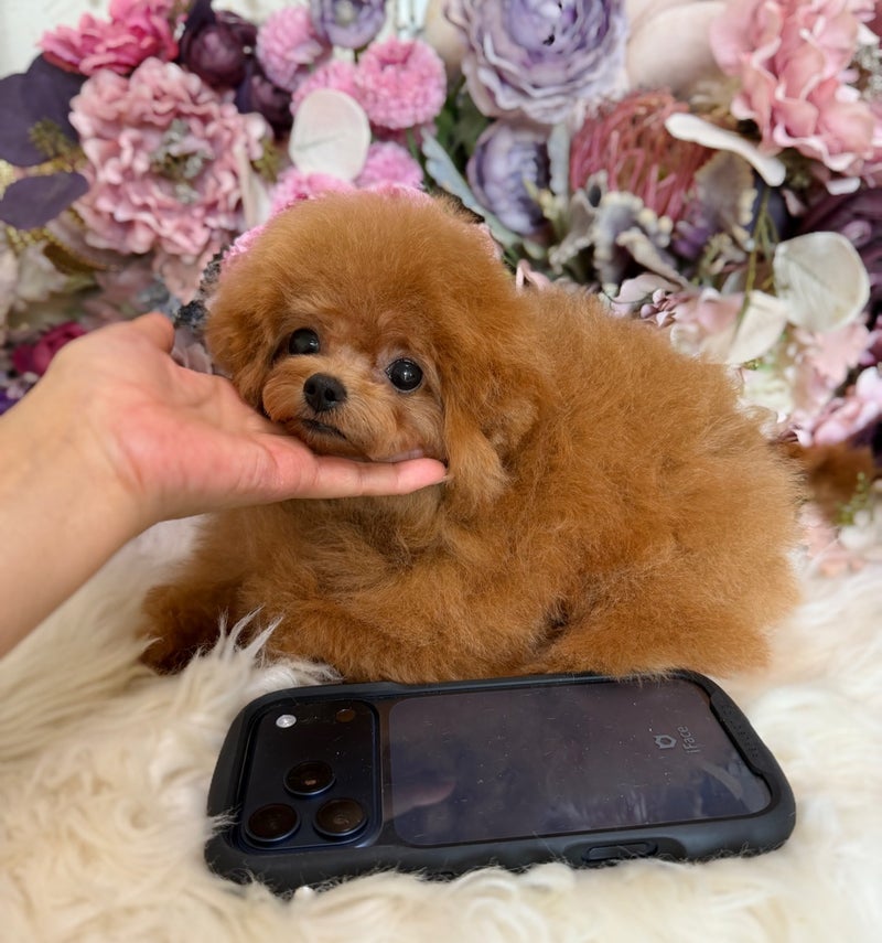 5月26日生まれ マイクロ予想01