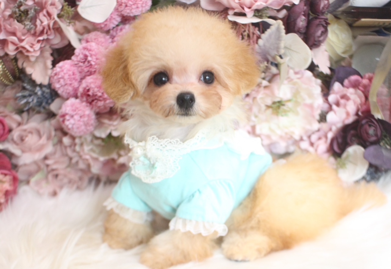 プードル 8月12日生まれ男の子ティーカップ予想01