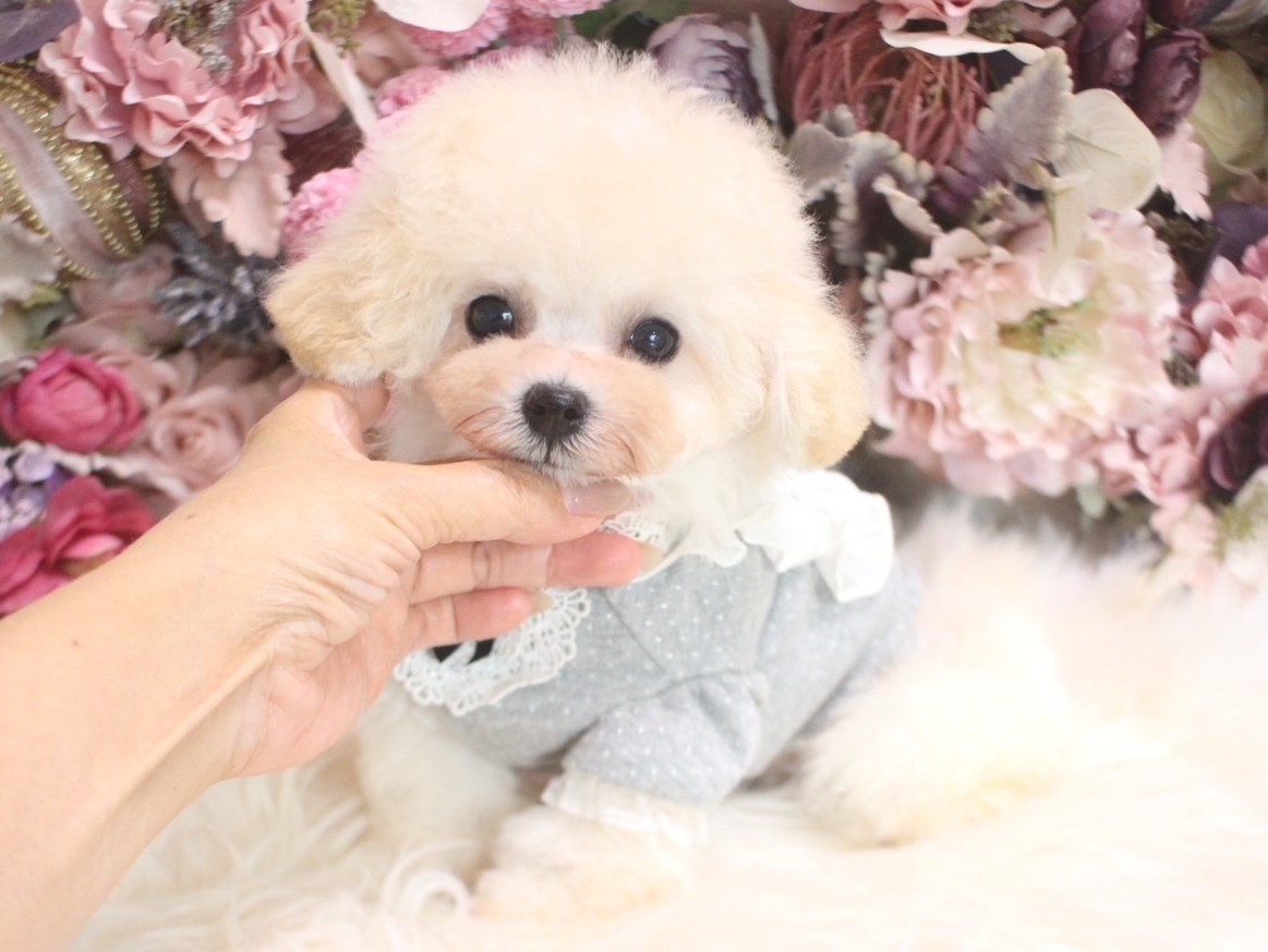 ビションプー8月24日生まれ 男の子01