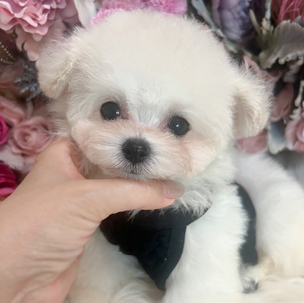 ビションプー 9月1日生まれ 男の子01