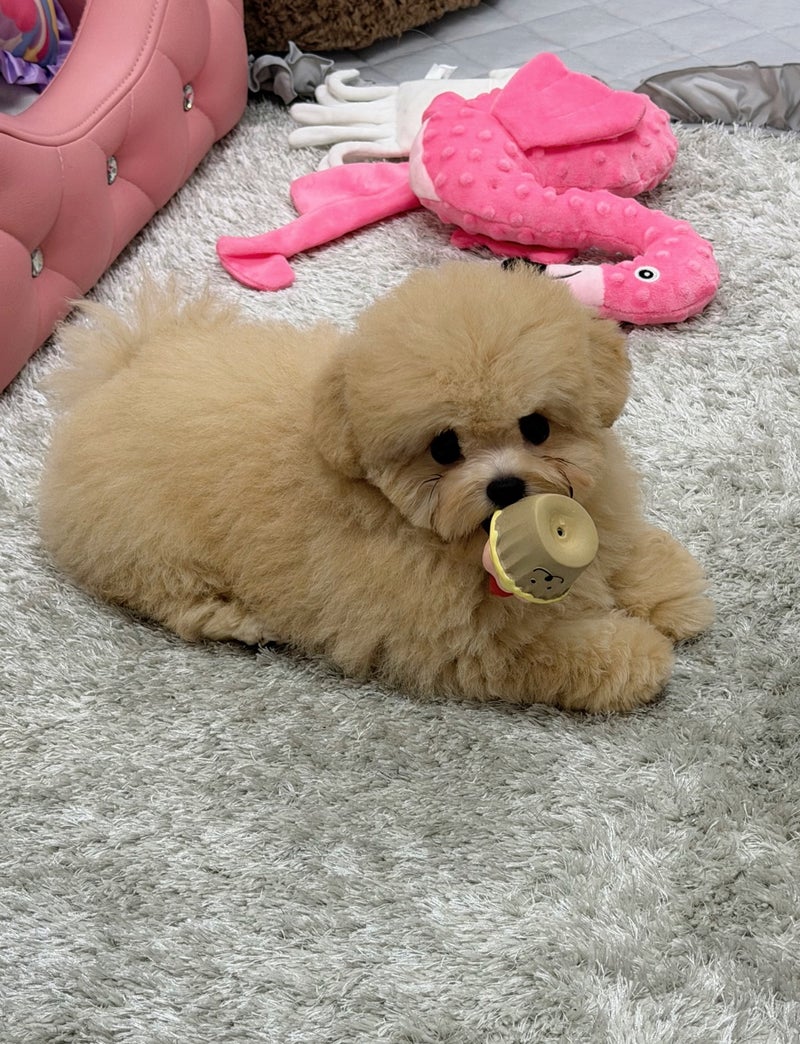 3月19日生まれの激かわの男の子♡03